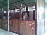 Ecuries de propriétaires, pension chevaux / poneys
