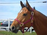 Jument Qh enregistrée 2003