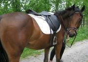 Selle de saut close contact 16-16,5''