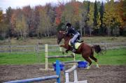 Canadien croisé 9ans polyvalent