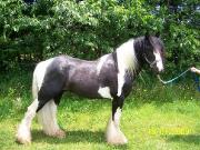 Étalon Gypsy-Vanner