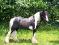 Étalon Gypsy-Vanner