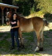 Pouliche demi Gypsy Vanner