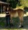 Pouliche demi Gypsy Vanner