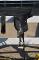 Selle Wintec Pro pony Dressage à vendre