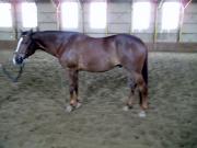 Gelding appendix à vendre