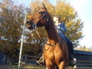 Cours d'équitation personnalisés et bien plus
