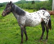 Pouliche appaloosa X canadienne