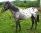 Pouliche appaloosa X canadienne