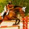 Hunter/jumper/dressage, 15min des ponts! 