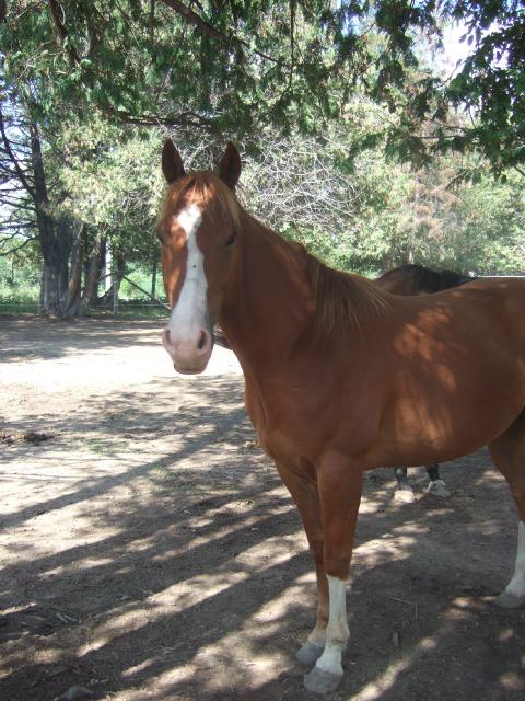Qh-Offre Demi-Pension