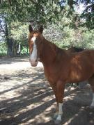 Qh-Offre Demi-Pension