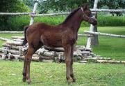 Pouliche Trakehner 2012