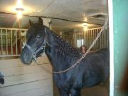 Standarbred noir de 4 ans