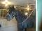 Standarbred noir de 4 ans