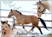 Saillie étalon bashkir curly (hypoalergène)