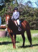 Grand Poney Quater Horse Alezanne À Vendre 