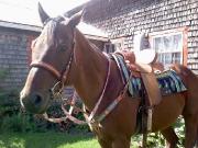 Pad classic equine 