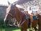 Pad classic equine 