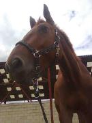 recherche cavalier/e dans le 02