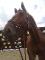 recherche cavalier/e dans le 02