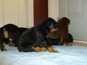 Chiots dobermans à vendre