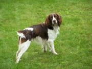 Chiots Épagneul Français