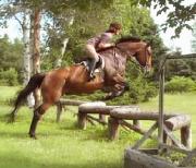 WARMBLOODS entraînés