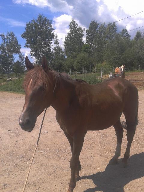 QH trail, plaisance 4 ans super calm et bien dressé