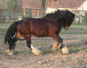 Etalon Gypsy Cob : Tonkas Boy , en Normandie (14)