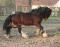 Etalon Gypsy Cob : Tonkas Boy , en Normandie (14)