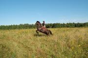 Pension de chevaux. Spécialité le trec et l'art...