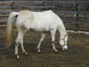 Jument arabe quater horse