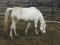 Jument arabe quater horse