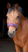 Très beau double poney.
