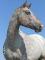 Jument Appaloosa/QH de 13 ans À Vendre 