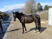 Propose cheval SF à monter ou à confier 