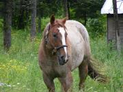 paint horse rouane gynknaha