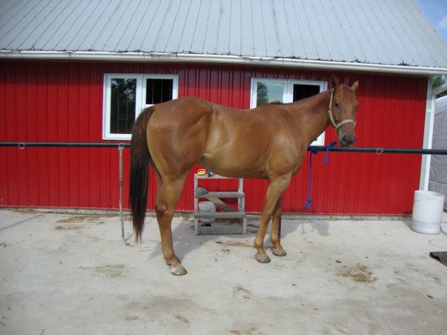 GELDING 4 ANS A VENDRE!!