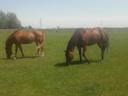 Recherche cheval