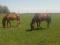 Recherche cheval