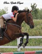 cheval a vendre