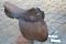 selle classique