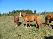 cheval à vendre