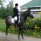 Fils de Champion USA Chasseur-Sauteur, Niveau 2...