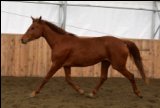 Jument 4 ans Canadian Warmblood