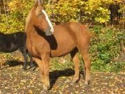 Grand cheval