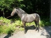 Poulain Lusitanien a vendre