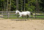 Cheval Lusitanien 