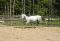 Cheval Lusitanien 